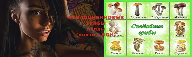 Псилоцибиновые грибы Psilocybine cubensis  Барыш 